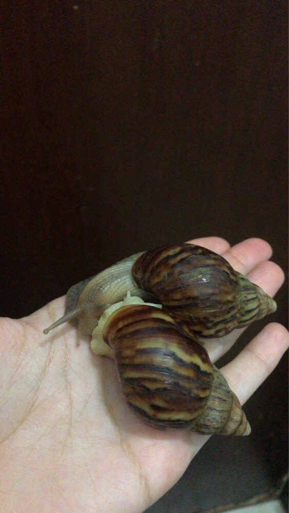 snails - 3