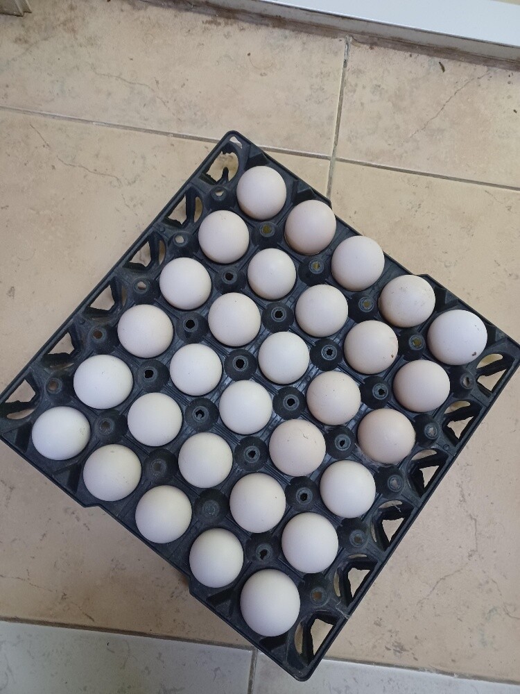 Desi baladee chicken egg for sale - 1