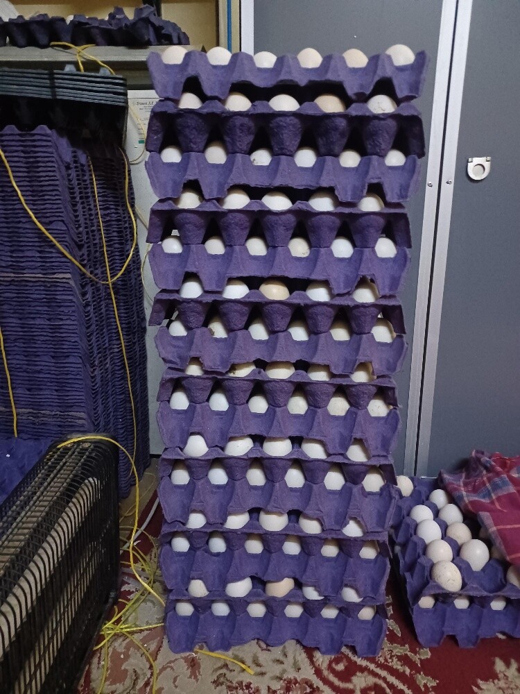 Desi baladee chicken egg for sale - 2