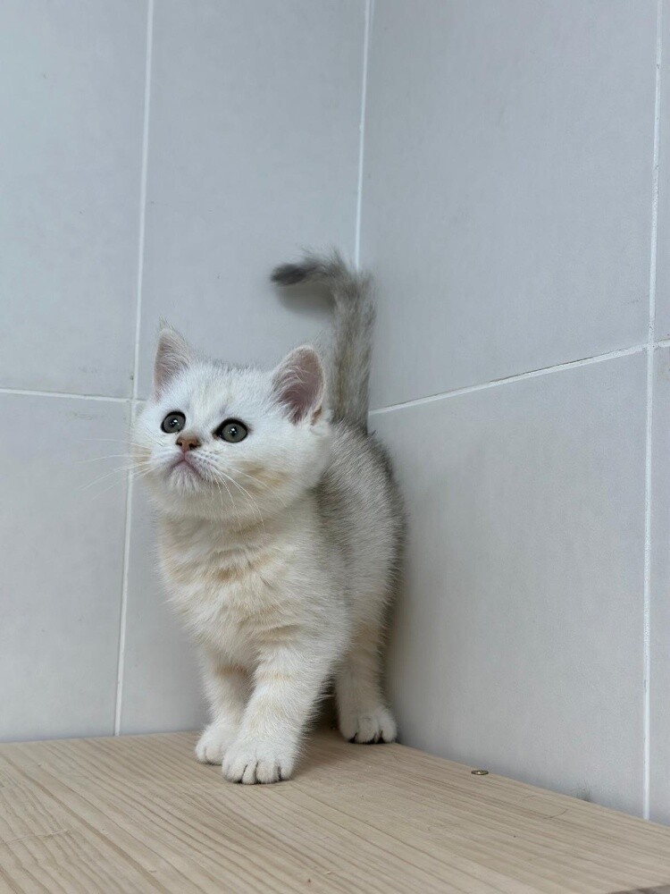 بيور صغار - 7