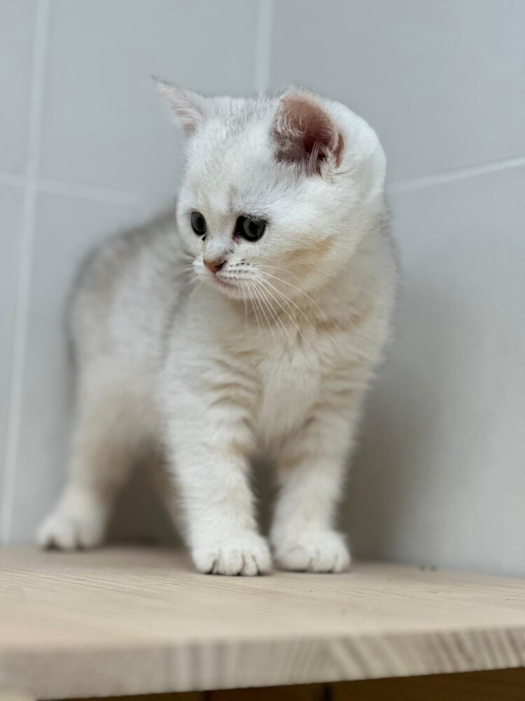 بيور صغار - 3