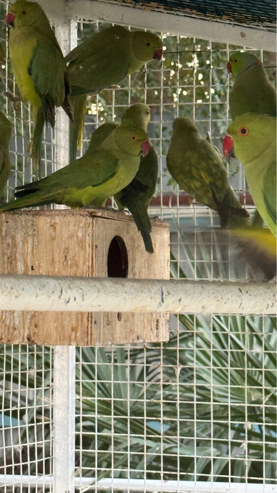 Parrot - 2