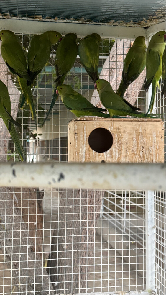 Parrot - 4