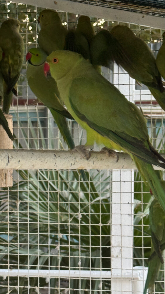 Parrot - 3