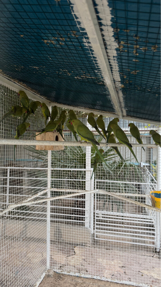 Parrot - 5