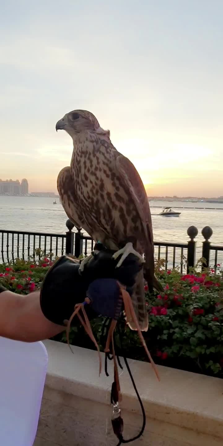 Photo sessions with the falcon - 5
