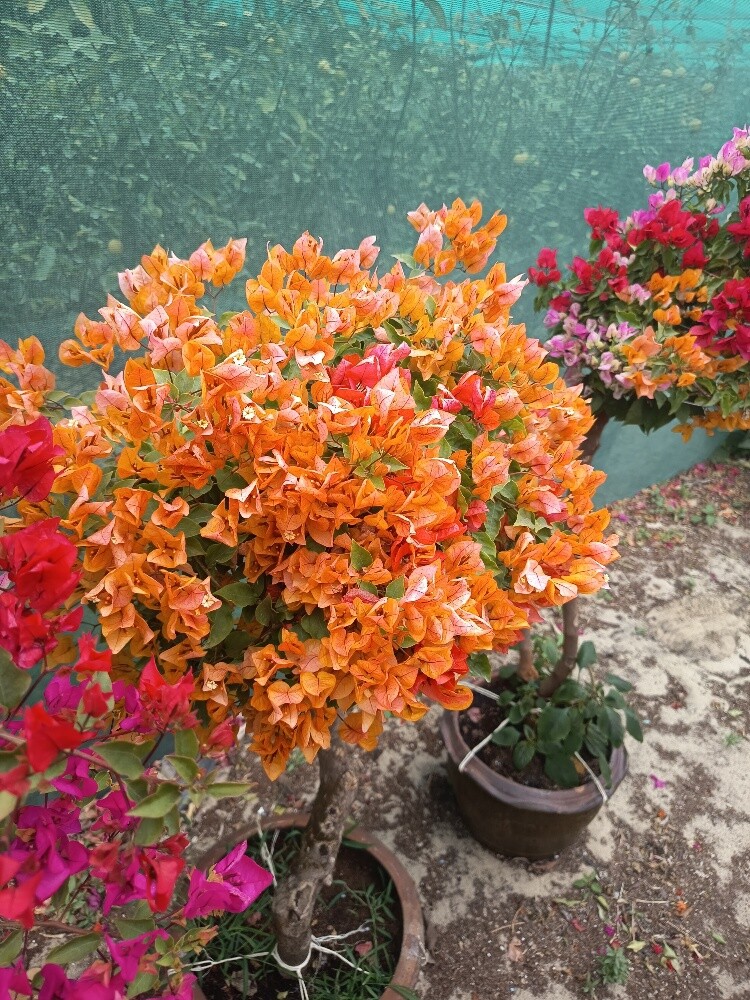 مهندس زراعي - 4