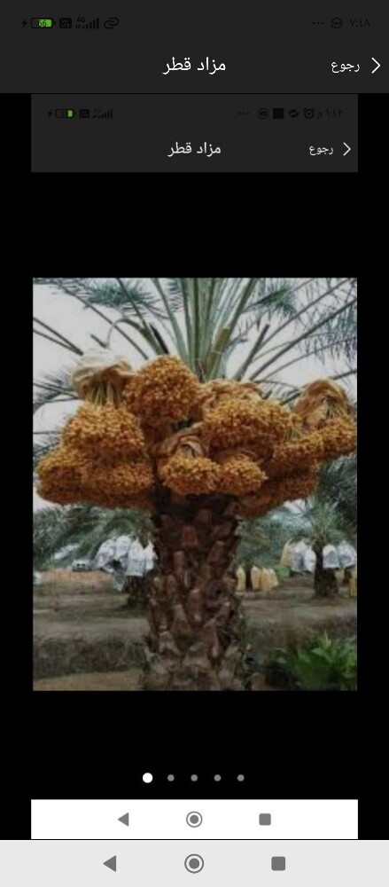 تلقيح النخيل - 1