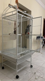 Tamed talking African grey - 3