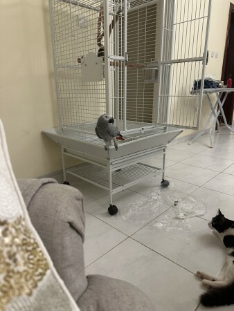 Tamed talking African grey - 4