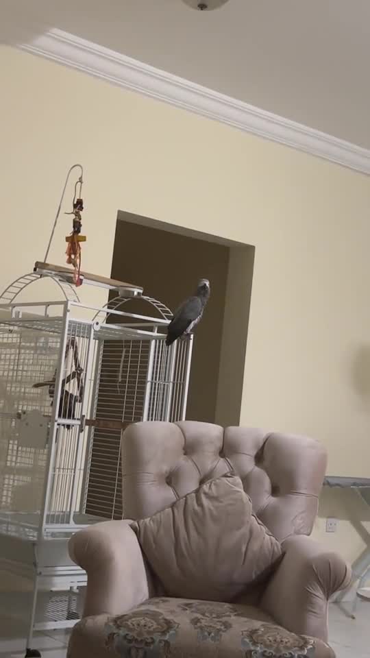 Tamed talking African grey - 1