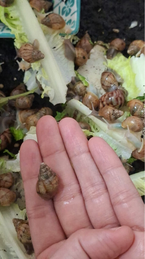 african snails - 4