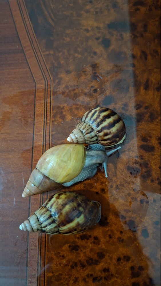 african snails - 5