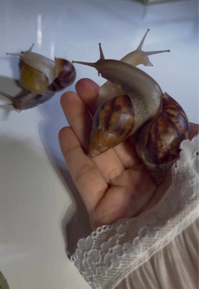 african snails - 1