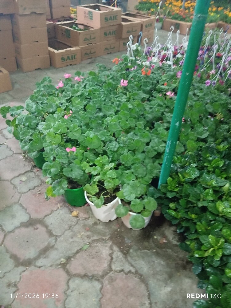 الاعشاب البريه روزميرى وغيرها - 5