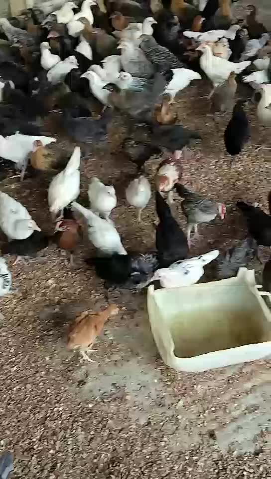 دجاج صغير عمر شهرين - 1