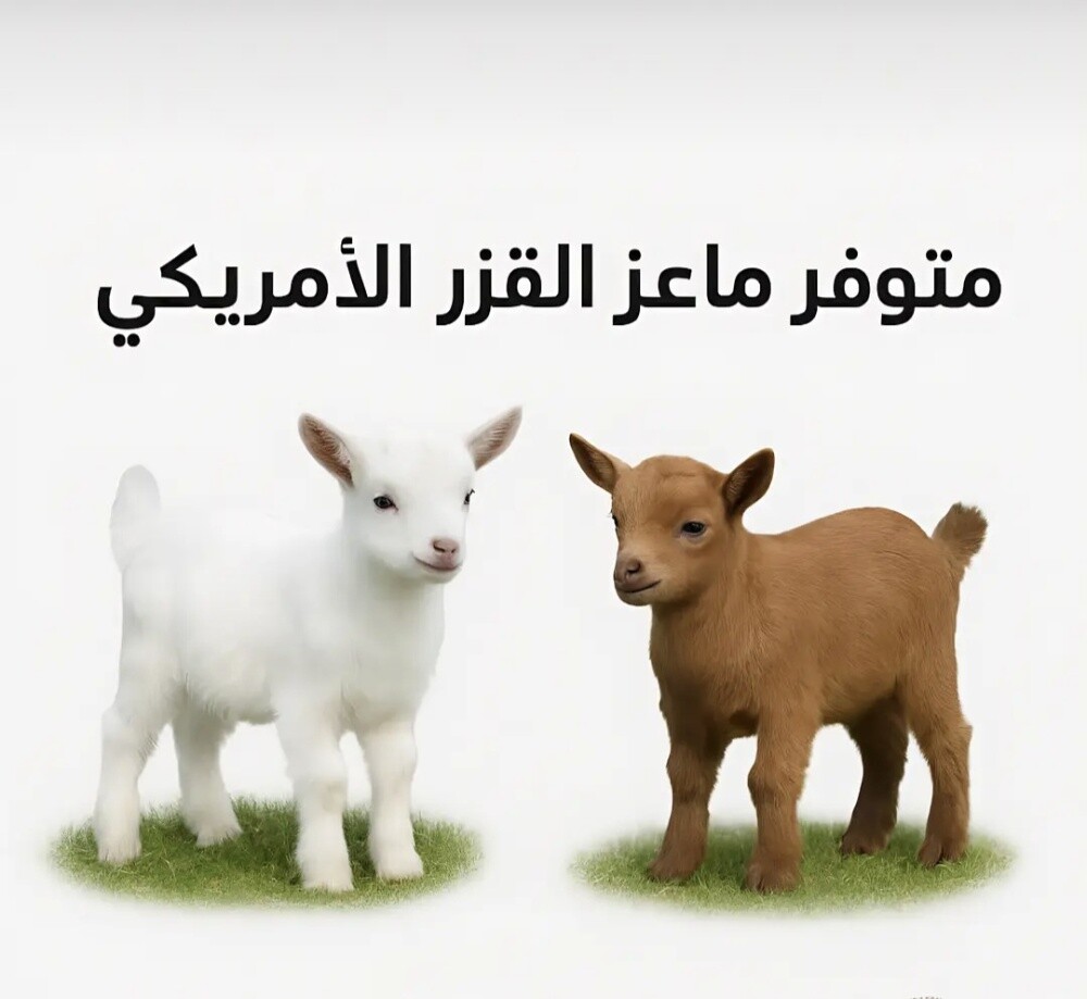 موليد قزم أمريكي - 1