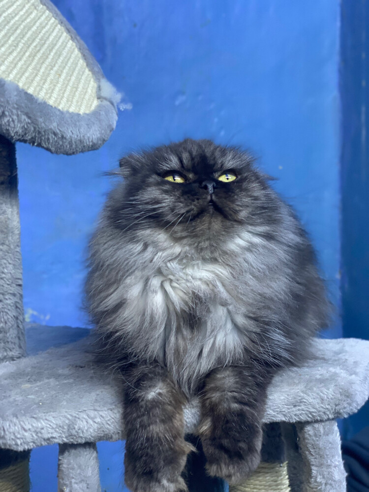 Scottish fold longhair(female) - 3