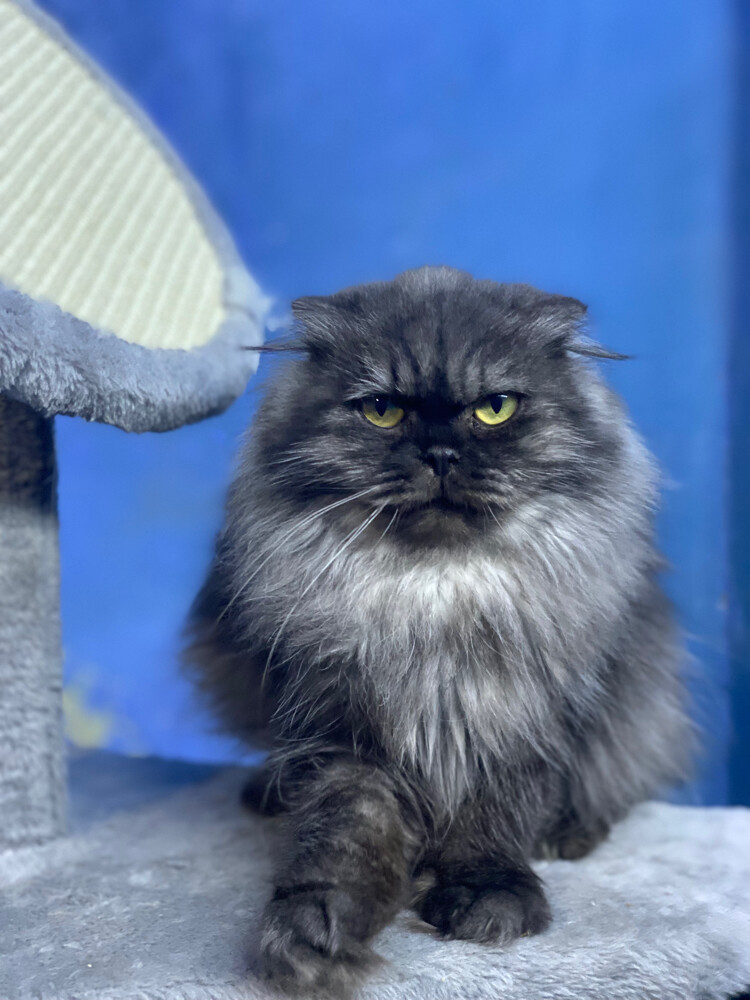 Scottish fold longhair(female) - 4