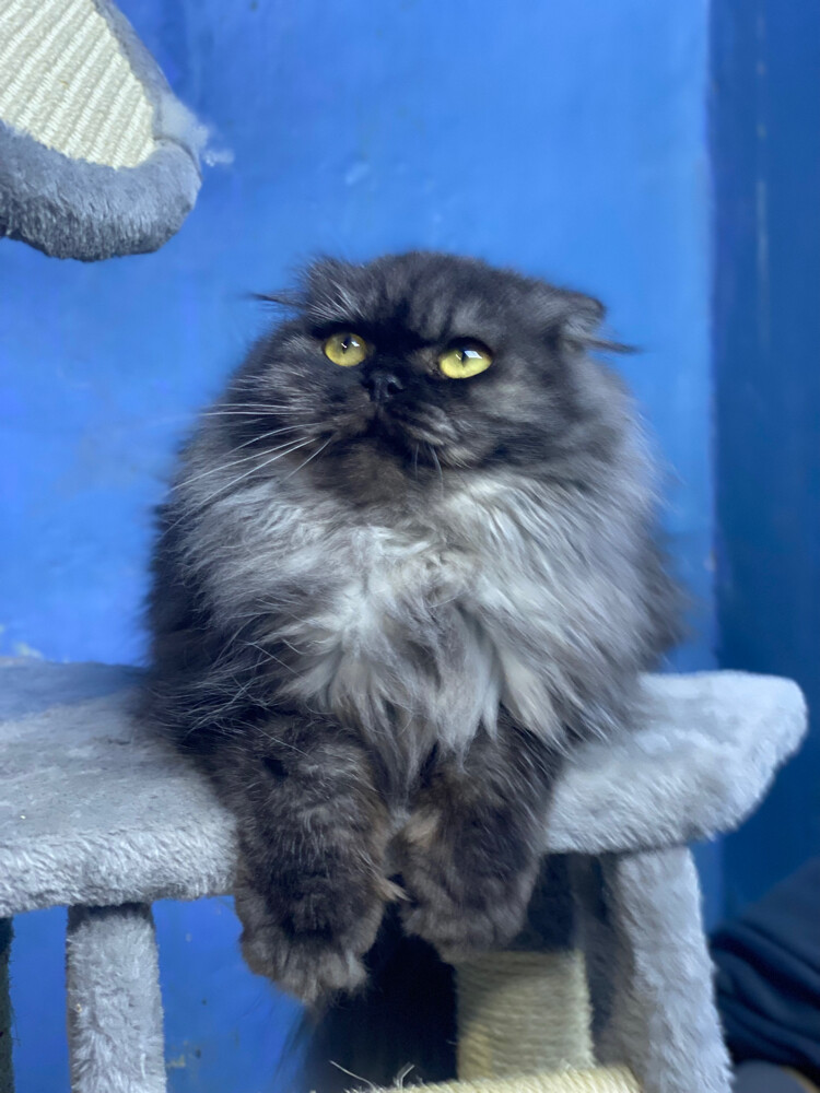 Scottish fold longhair(female) - 5