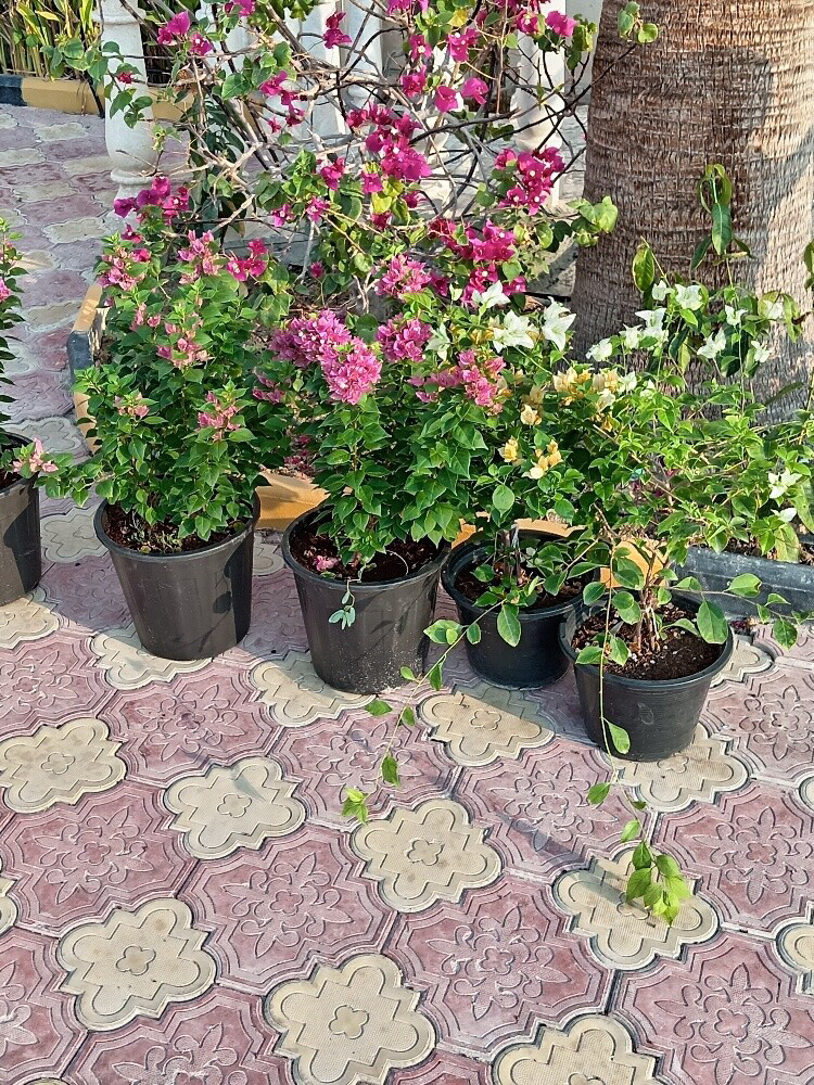 تنسيق الحدائق وأحواض الزرع - 20