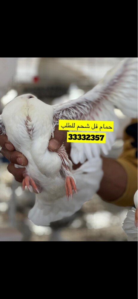 زغاليل فل فل شحم - 2