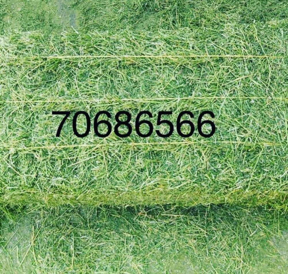animal feed - 1
