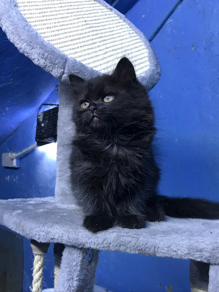 Scottish fold longhair(female) - 8