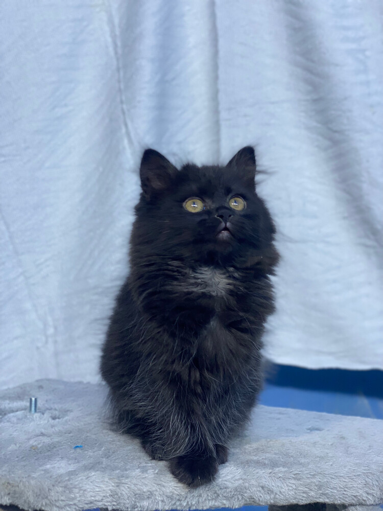 Scottish fold longhair(female) - 7