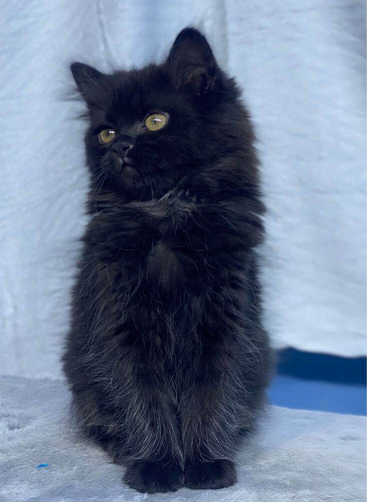 Scottish fold longhair(female) - 6