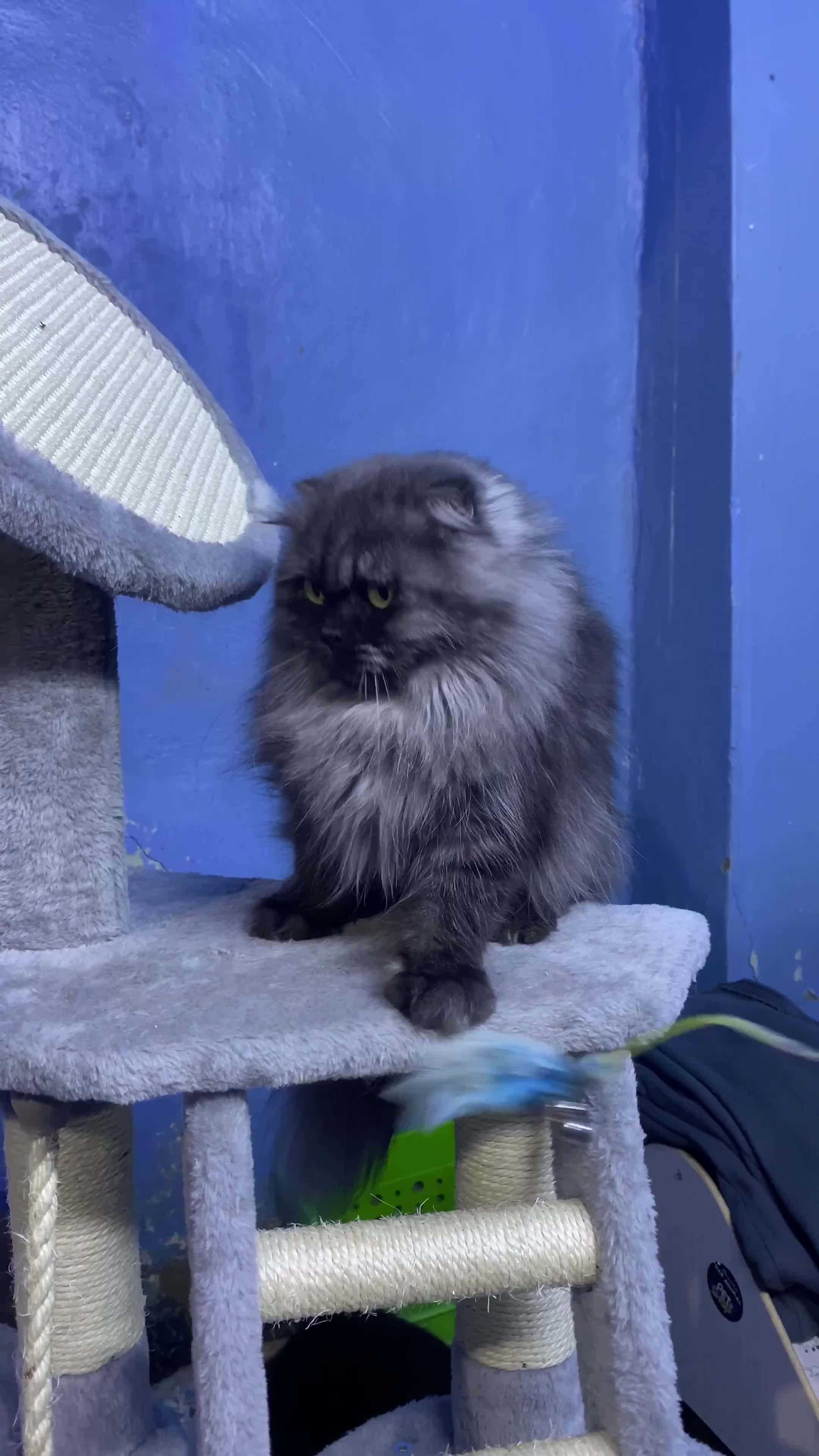 Scottish fold longhair(female) - 10