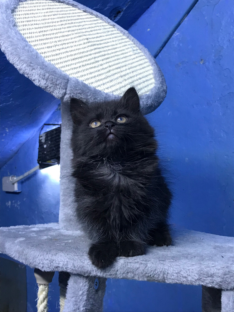 Scottish fold longhair(female) - 9