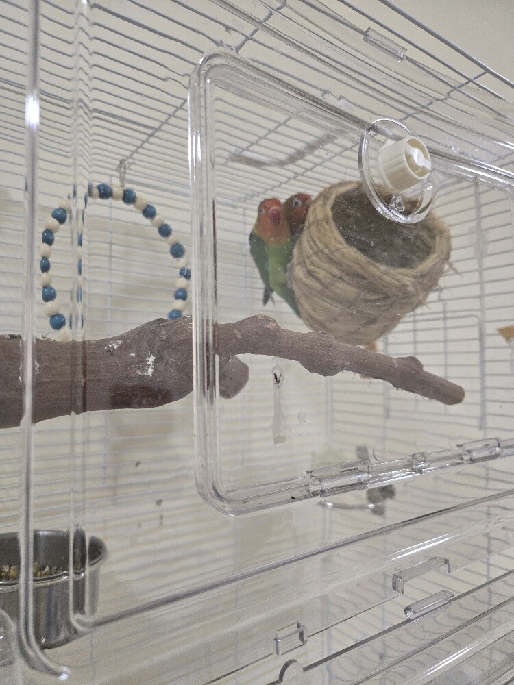 2 birds with cage - 2