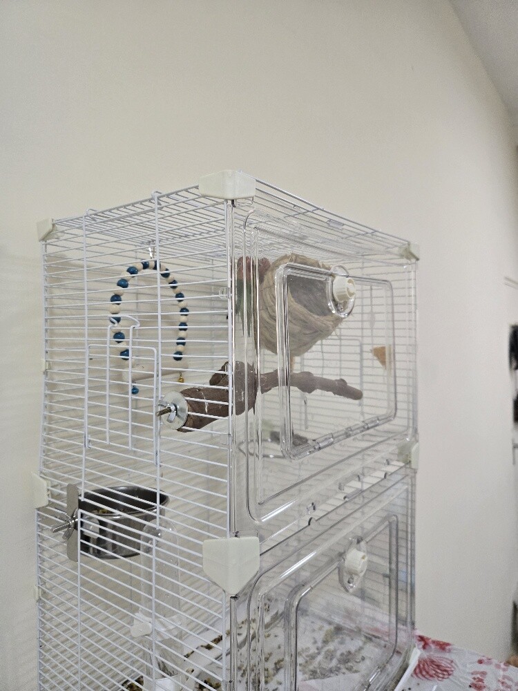 2 birds with cage - 3