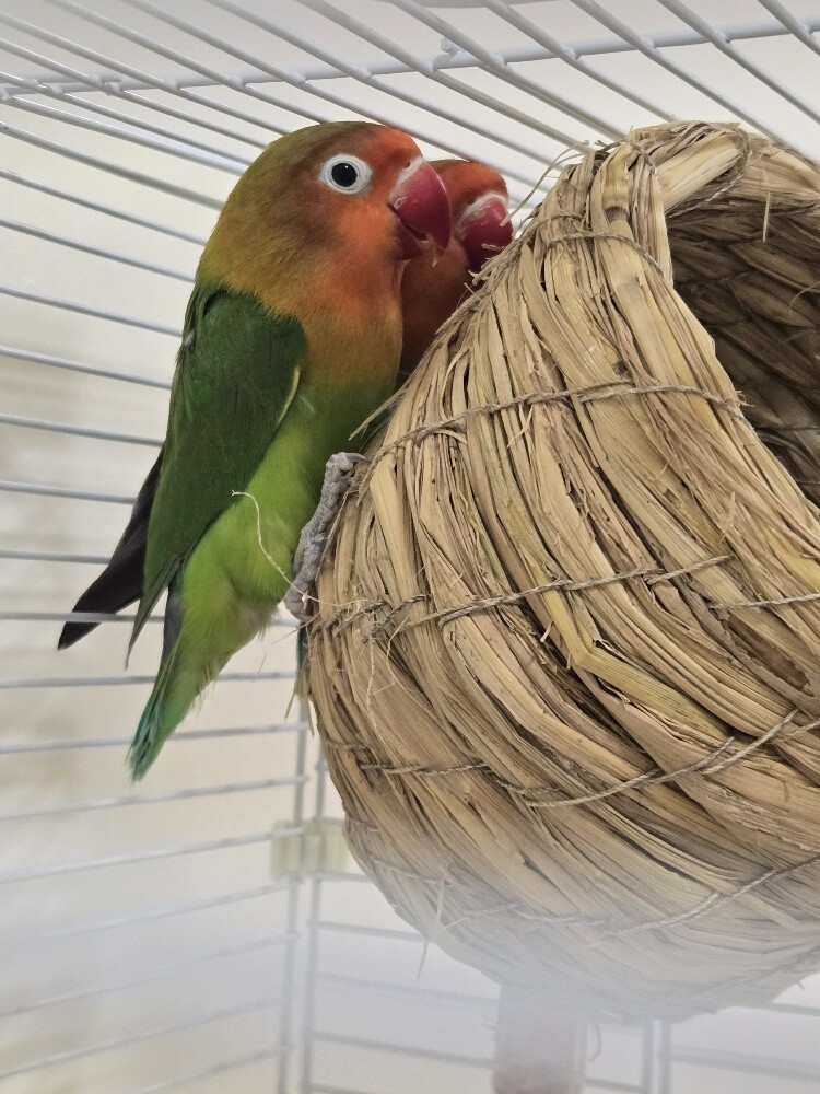 2 birds with cage - 1