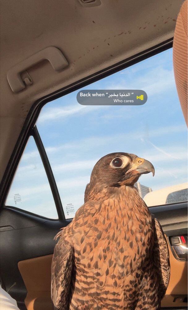 للبيع - 1