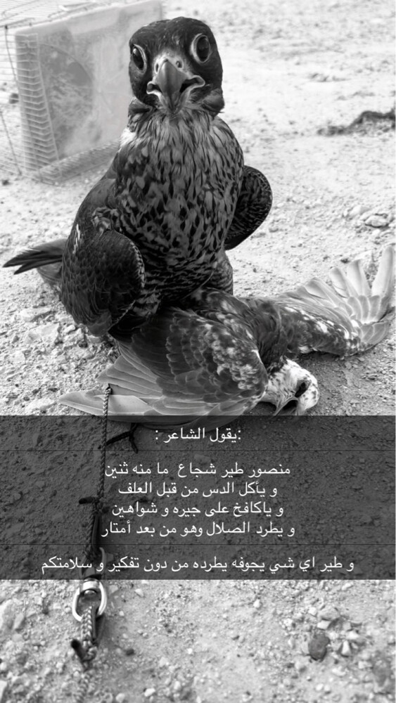 للبيع - 2