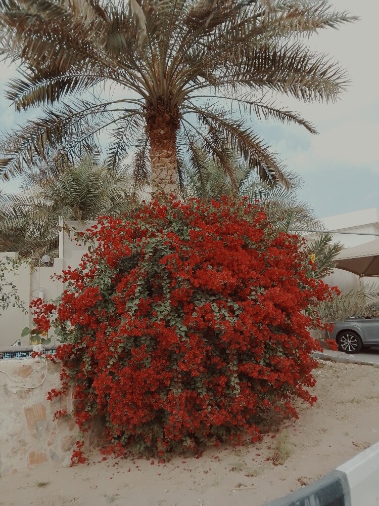 Ali Al Baloshi - 5