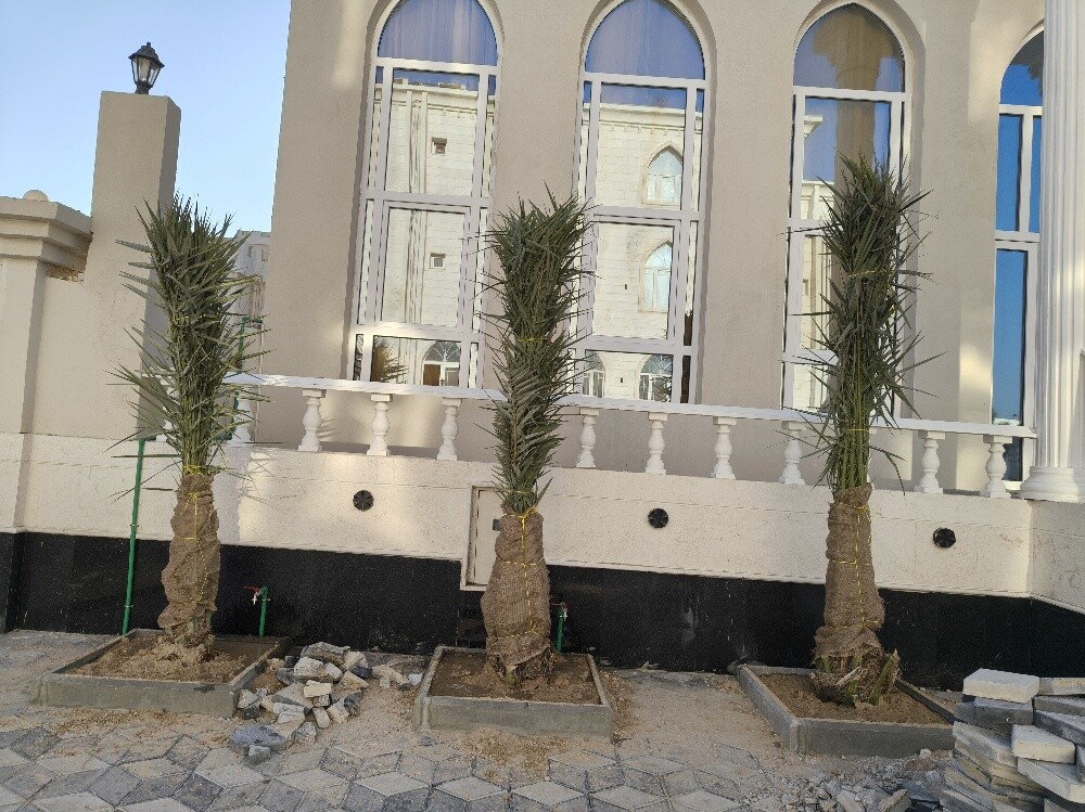 النخيل - 1