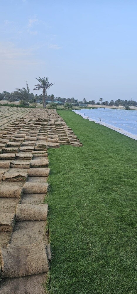العشب الطبيعي - 1