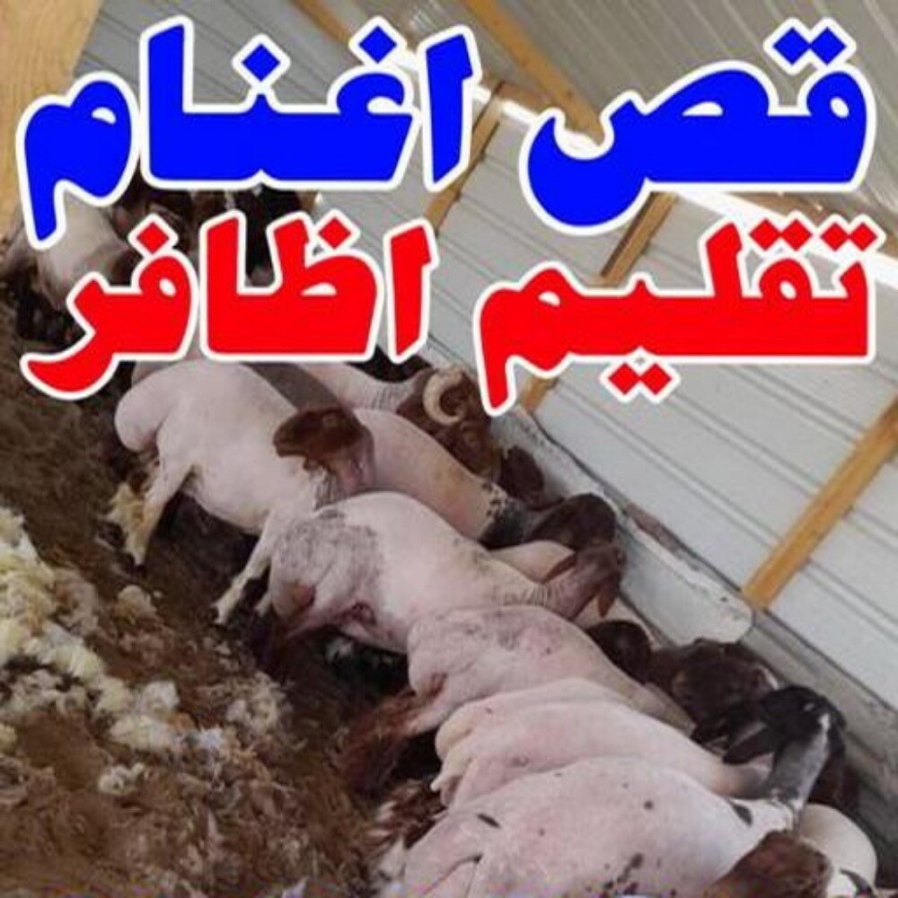 جزاز غنم و تقليم اظافر - 2