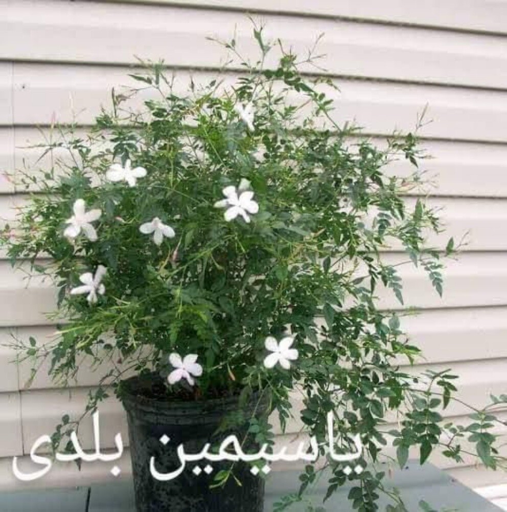 أجمل الورود - 10