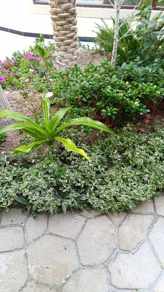 زراعه وتنسيق حدايق - 2