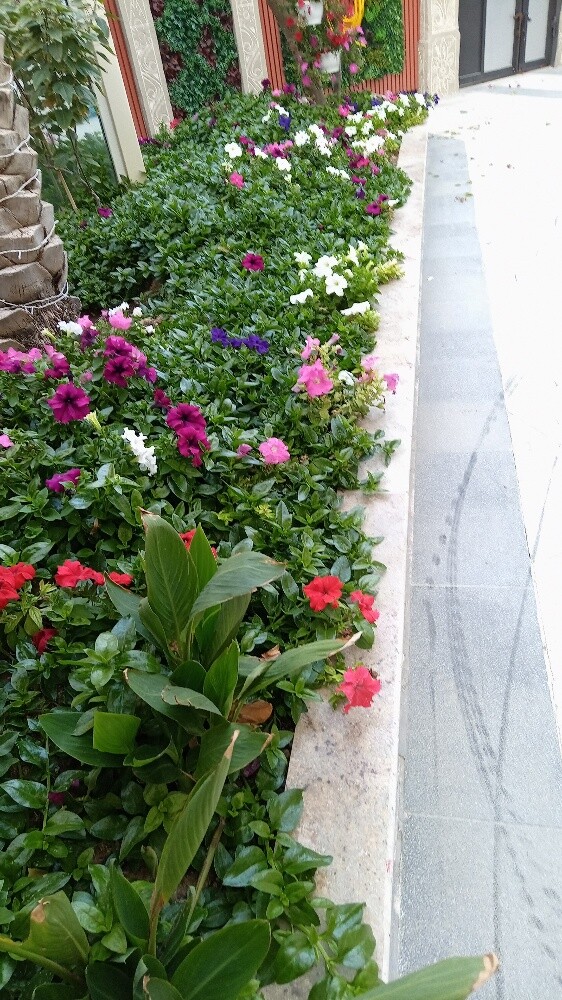 زراعه وتنسيق حدايق - 1