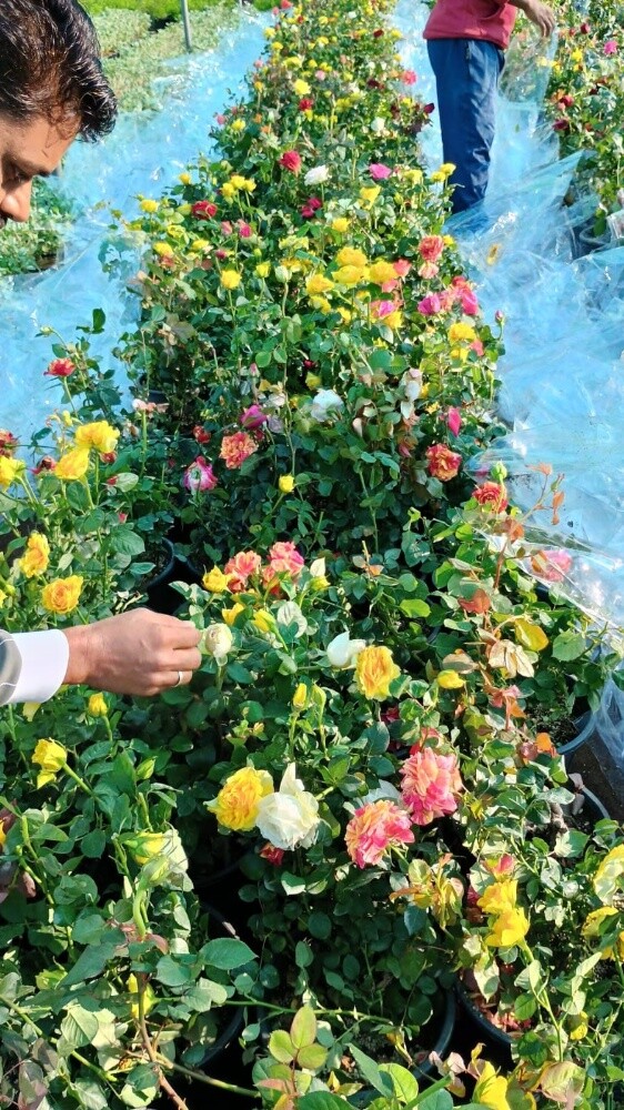 زراعه الحديقة - 3
