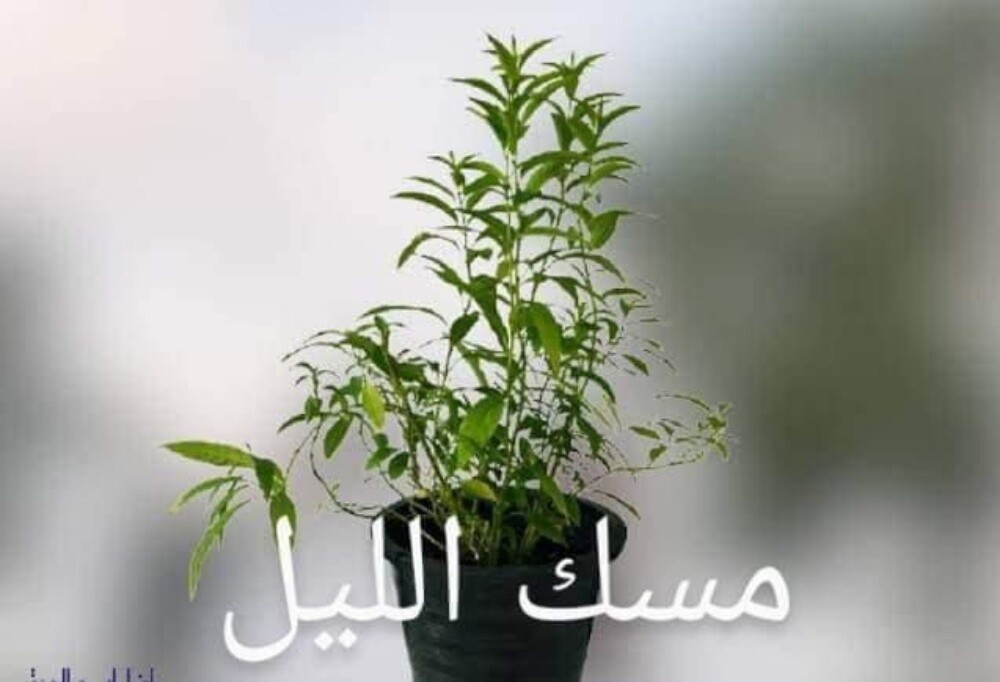زراعه الحديقة - 9