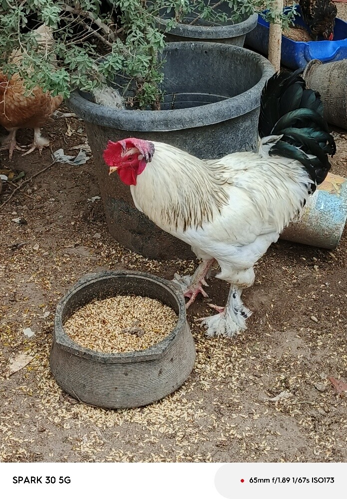 دجاجه مع فروخها - 1