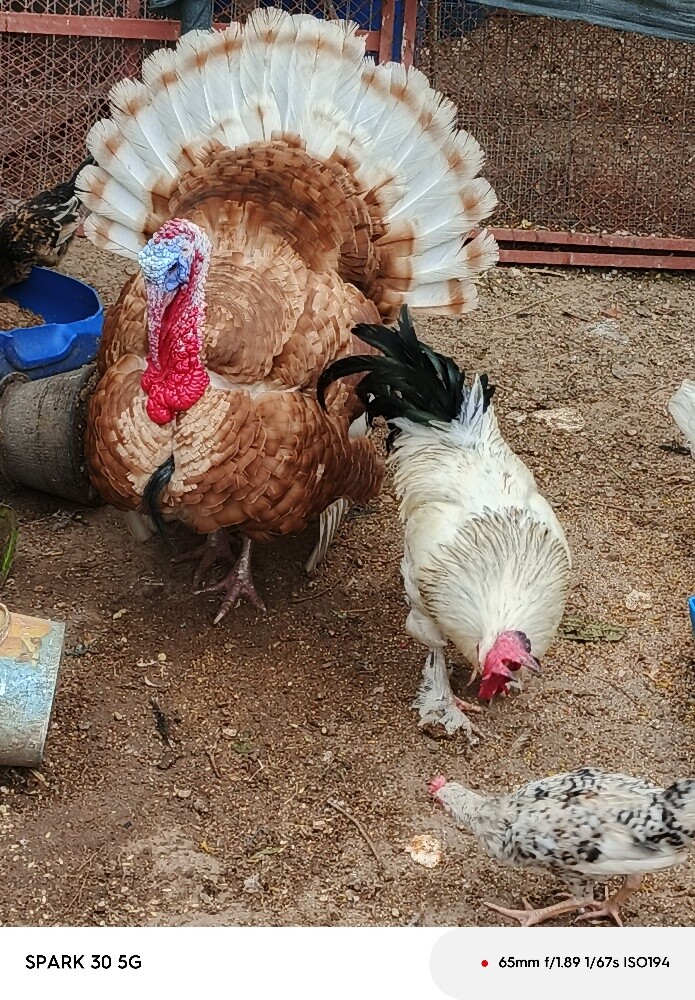 دجاجه مع فروخها - 5
