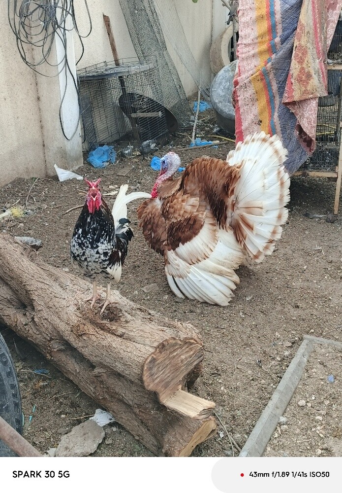 دجاجه مع فروخها - 7