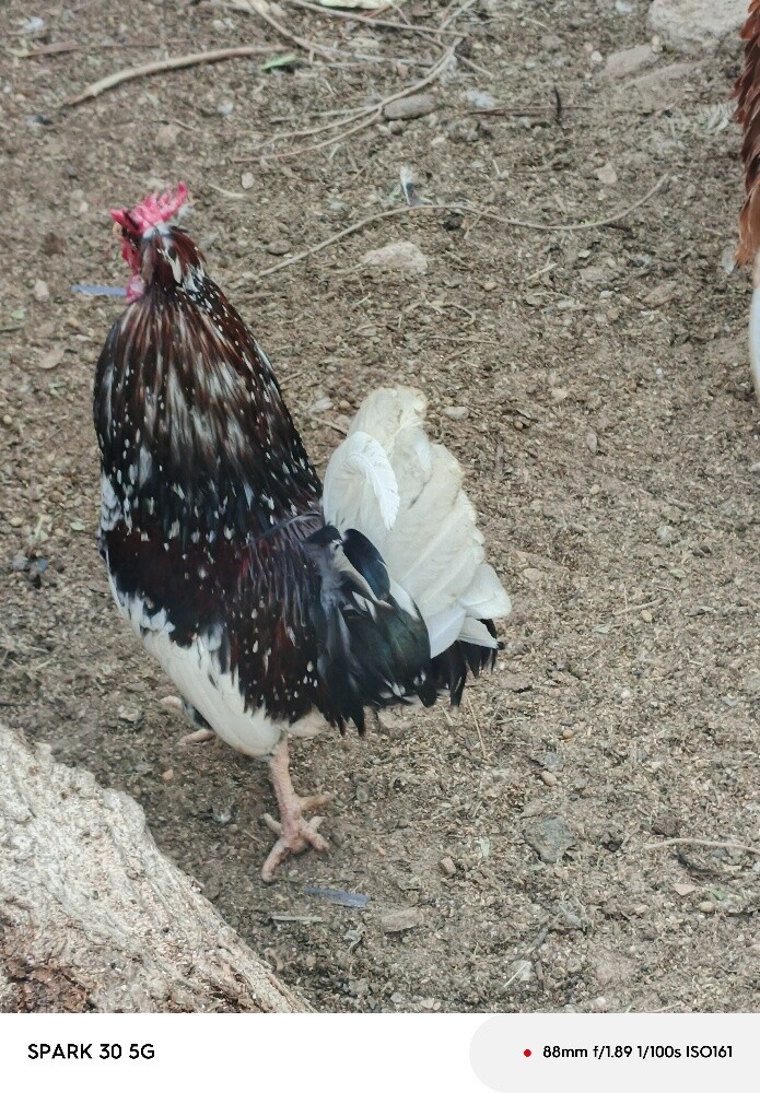 دجاجه مع فروخها - 3